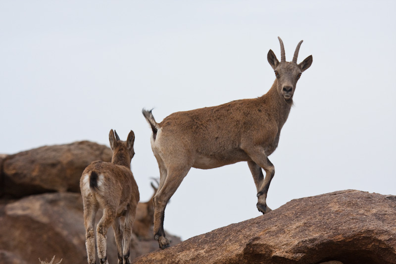 Siberian Ibex